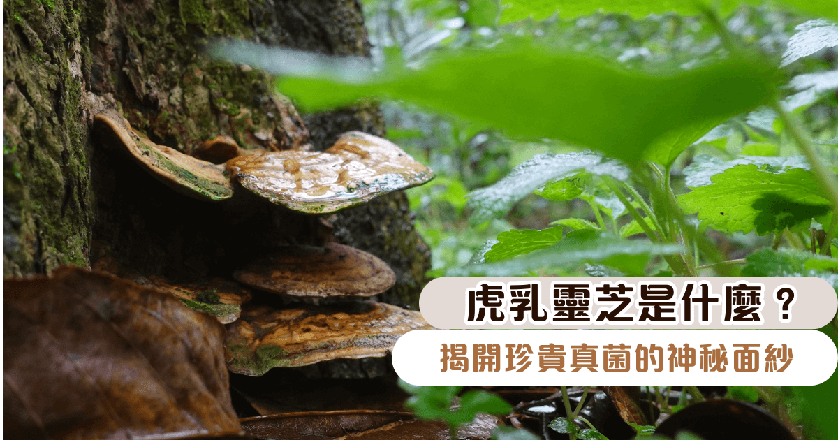 虎乳靈芝是什麼？揭開珍貴真菌的神秘面紗