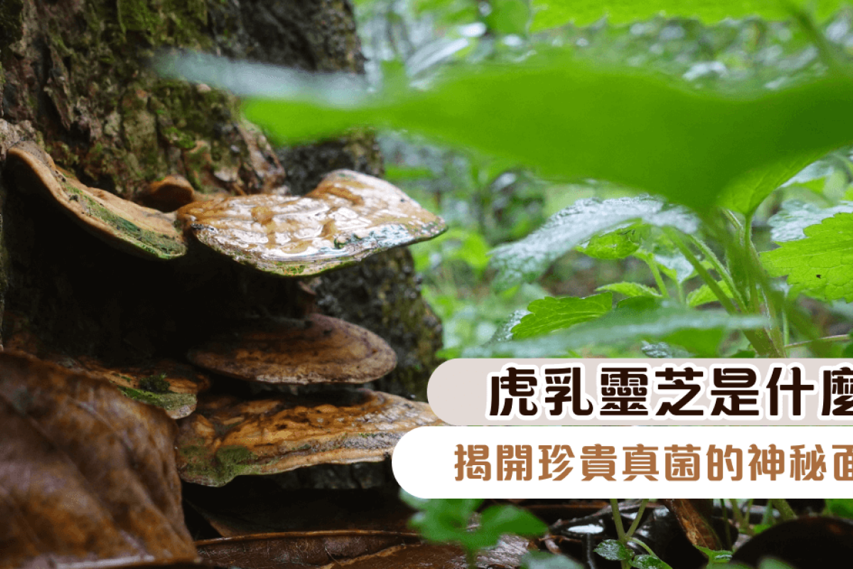虎乳靈芝是什麼？揭開珍貴真菌的神秘面紗